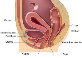 Image result for Pelvic Floor Dysfunction