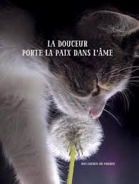 Pin By Gin On Pensees Spirituelles Funny Cats Animals Cats