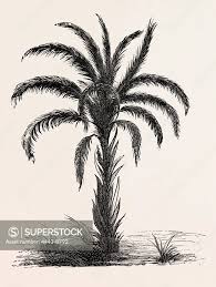 Image result for Elaeis