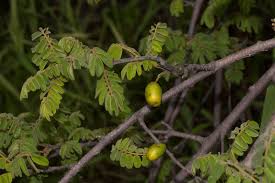 Image result for Rourea orientalis