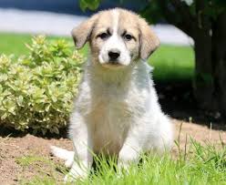 These dogs tend to be rather aloof around strangers, but seldom aggressive. Akbash Puppies For Sale Puppy Adoption Keystone Puppies