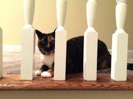 Missy Cat Bottles Decoration Kitty Cats