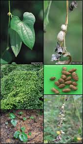 Image result for Dioscorea cayenensis