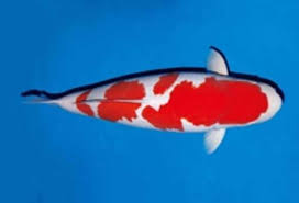 Jika tertarik membelinya, simak patokan harga. Jual Bibit Koi Kohaku Anakan Unggul Duta Koi Jual Ikan Koi Super Harga Murah Kualitas 1 Import Lokal