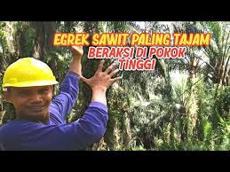 Maybe you would like to learn more about one of these? Potong Buah Sawit Pokok Tinggi Tuan Baru Dari Egrek Sawit Paling Tajam Punya Saya Ø¯ÛŒØ¯Ø¦Ùˆ Dideo