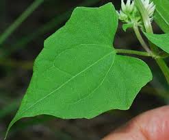 Image result for Mikania