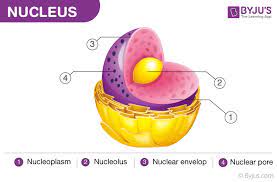 Maybe you would like to learn more about one of these? Nuclear Membrane Structure Function Of Nuclear Membrane
