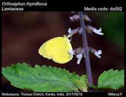 Image result for Orthosiphon thymiflorus