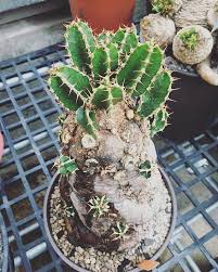 Image result for Euphorbia mlanjeana