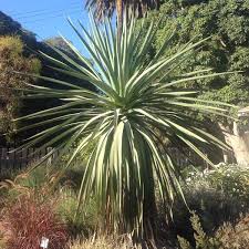 Image result for Furcraea