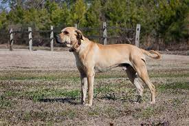 Black Mouth Cur Info Temperament Training Puppies Facts Pictures