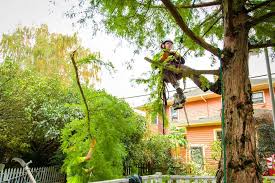 O & o tree service is a fully licensed, bonded and insured company equipped with aerial buckets, experienced professional climbers, stump grinders (large and portable), protective mats, a log loader. Top Tree Service In Rockford Il Woodchuck Tree Service