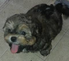 Maybe you would like to learn more about one of these? Shih Poo Puppies For Sale Orlando Fl 112817 Petzlover