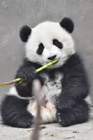 Pin By Virginia Mares On Desenhos Giant Panda Cute Baby Animals Panda Bear