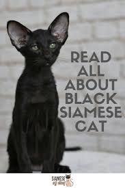 Black And White Siamese Cat Black Siamese Cat Is There Such A Breed Siameseofday In 2020 Black Siamese Cat Cat Breeds Siamese Siamese Cats