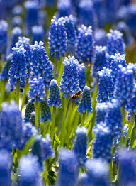 Check spelling or type a new query. Grape Hyacinths Grapes Planting Bulbs Muscari