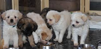 schweizer tierfreunde kreta 4316 hellikon aargau tierschutz kreta tierheim kreta tierschutz griechenland tierhilfe griechenland kreta ausland tierschutz barbara metzger karen und wolfgang