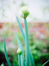 Some people eat stuffed nasturtiums. Bloomin Onion Why Some Onions Have Flowers Garden Betty