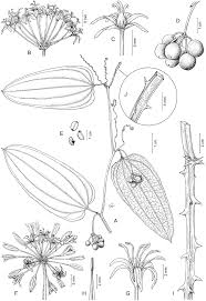 Image result for Smilacaceae