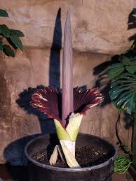 Please read my disclaimer and privacy policy for more information. It S Alive But Smells Like The Dead Rare Corpse Flower In Bloom At Franklin Park Zoo The Artery