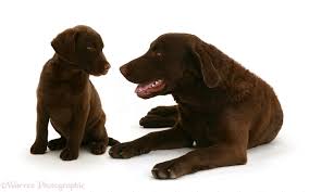 Pets4homes found 48 pomsky dogs and puppies for sale in the uk. Dogs Chesapeake Bay Retriever And Puppy Photo Wp25996