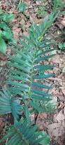 Image result for Encephalartos chimanimaniensis