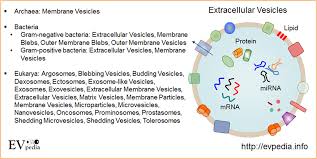 Exosomes And Microvesicles Gene Expression Molecules Gram Negative Bacteria