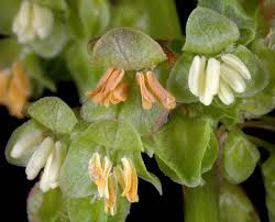 Image result for Rumex crispus