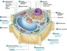 Idenitfy one other structure that could be found in this plant cell that is not labeled in the diagram. 12 My Saves Ideas Animal Cell Plant Cell Diagram Cell Diagram