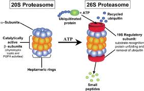 Proteasome inhibitors are drugs that block the action of proteasomes, cellular complexes that break down proteins. The Proteasome A Novel Target For Cancer Chemotherapy Leukemia