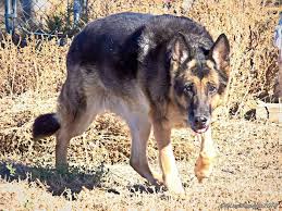 Lots of pictures and information for breeding oversized & large german sheperds bred for the family. German Shepherds Of Colorado Springs Home Facebook