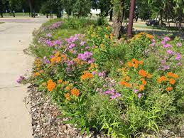 See more ideas about milkweed, milkweed plant, monarch butterfly garden. Butterfly Milkweed Asclepias Tuberosa Blazing Star Gardens