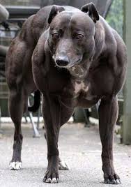 Wendy The Whippet 12 Most Dangerous Dog Breeds Big Dog Breeds Silly Dogs Dog Breeds