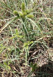 Image result for Cyperus cyperoides