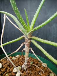 Image result for Aloe inyangensis