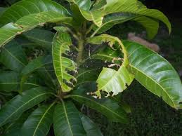 Just quickly googled, it said the difference is: Insects Eating Mango Leaves