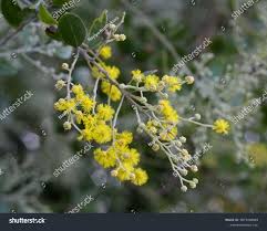 Image result for Acacia podalyriifolia