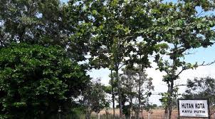 9 cara ampuh membuat bonsai anting putri berbunga putih halus.… Hutan Kota Indramayu Jadi Hutan Tumbuhan Liar Regional Liputan6 Com