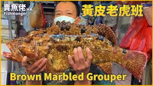 Compare ancient chu dialect 於菟. Hkd240 æ–¤é»ƒçš®è€è™Žæ–'brown Marbled Grouper è³£é­šä½¬oh Seafood Hk è¥¿ç'°é­šçŽ‹ Youtube