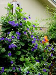 Image result for Thunbergia battiscombei