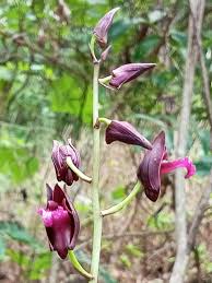 Image result for Eulophia sp. nov.