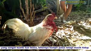Ayam Jago Putih Mulus Yang Sangat Sakti Youtube