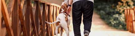 We did not find results for: Contact Pet Doctor Veterinarians In Tucson