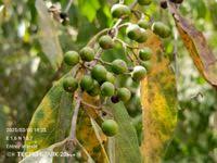 Image result for Crossopteryx