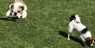 Maybe you would like to learn more about one of these? The Pet Hospital Of Madison Featured Project K9grass By Foreverlawn