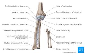 Elbow Joint Anatomy Ligaments Movements Blood Supply