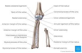 elbow joint anatomy ligaments movements blood supply