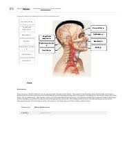 The arteries in the chest, neck and brain are the most frequent arteries found to be abnormal in phace syndrome. Ahcdw16notes20 Pdf 20 Award 1 00 Point Problems Adjust Credit For All Students Correctly Label The Following Arteries Of The Head And Neck Course Hero