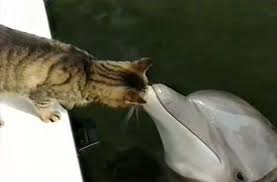 Cat And Dolphins Play At The Sea Marine Park Animaux Insolites Animales Animaux Droles