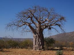 Image result for Adansonia digitata